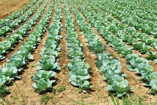 探索農(nóng)業(yè)之美 cabbage heads正版圖像與123rf中國高質(zhì)量免版稅圖像庫